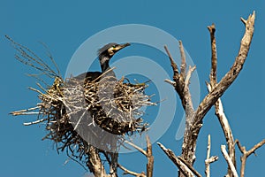 Tree with Cormorant nests