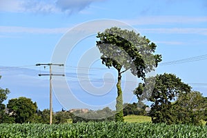 Tree in a corn field