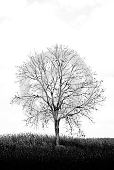 A tree among corn field