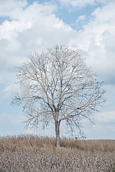 A tree among corn field