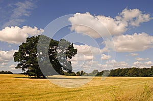Tree, cornfield and clouds