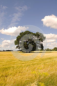 Tree, cornfield and clouds