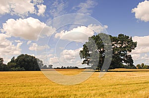 Tree, cornfield and clouds