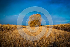 Tree in the cornfield