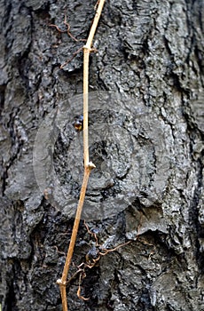 Tree cortex with drops of pitch