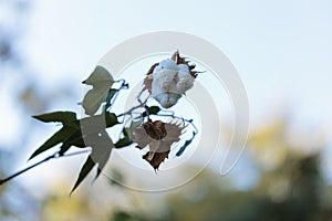 Tree cotton, Gossypium barbadense, in bloom