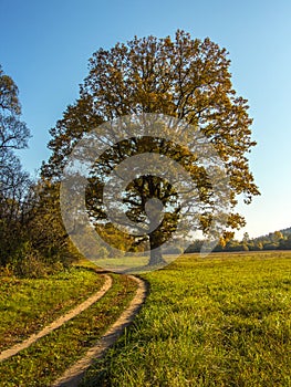 Tree and Country road. Autumn landscape