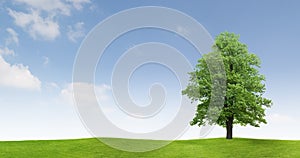 Tree in countryside field