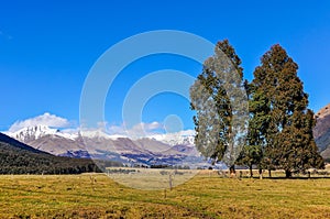 Tree couple in Glenorchy, New Zealand