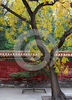 Tree in a courtyard