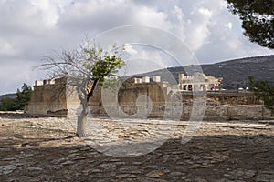Tree in the courtyard of the palace of Knossos
