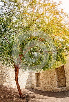 Tree in a courtyard in Sharjah, UAE