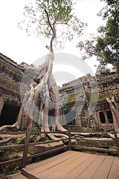 Tree in courtyard, Ta Prohm, Angkor Wat, Cambodia