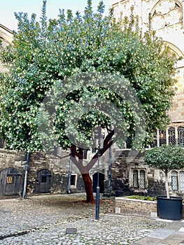 Tree in the courtyard of Westminster Abbey