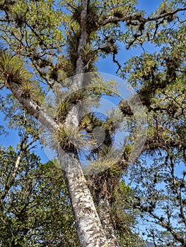 Tree covered with bromelias of the genus Tillandsia, Honduras photo