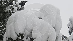 A tree covered with deep snow