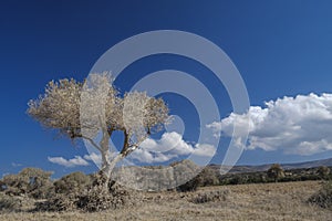 Tree is covered in dust and became white