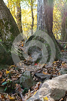 A tree covered in green moss grows next to stone in Shenandoah National Park