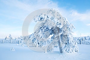 A Tree Covered With Heavy Snow with Blue Sky In Lapland Finland, Northern Europe, Beautiful Snowy Winter Forest Landscape