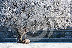 Tree covered in hoarfrost