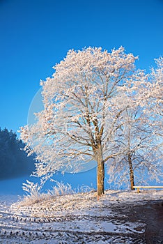 Tree covered with hoarfrost, blue sky background