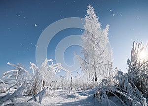 Tree covered with hoarfrost in the winter scenery