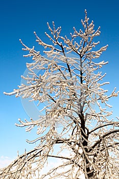 Tree covered with Ice