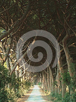 Tree covered lane