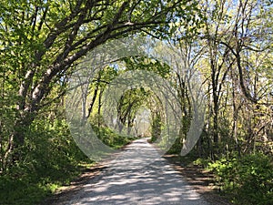 Tree covered lane