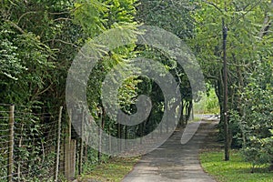 TREE COVERED LANE CAUSING SHADOW ON SURFACE.