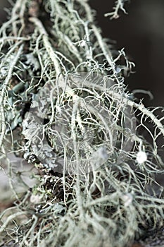 A tree covered with leafy foliose lichens and shrubby fruticose lichens.