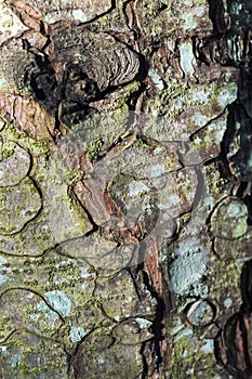 A tree covered with leafy foliose lichens and shrubby fruticose lichens.