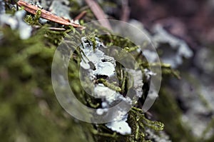 A tree covered with leafy foliose lichens and shrubby fruticose lichens.