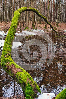 tree  covered with moss over wooded terrain during winter season