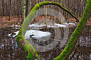 tree  covered with moss over wooded terrain during winter season