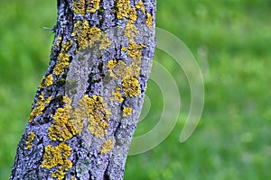 Tree is covered with moss which damages the tree and kills it by allowing it to develop fungal diseases and infections. color