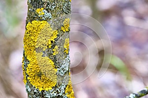 Tree is covered with moss which damages the tree and kills it by allowing it to develop fungal diseases and infections. color