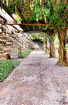 Tree covered Path of Destiny walkway