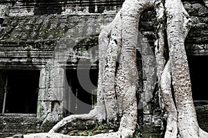 Tree-Covered Ruins of Ta Prohm