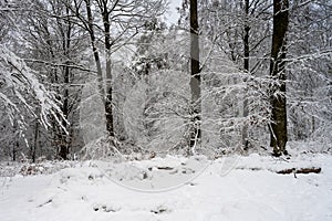 A tree covered in snow a crispy cold winter day in a forest. Picture from Eslov, Sweden