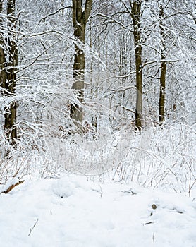 A tree covered in snow a crispy cold winter day in a forest. Picture from Eslov, Sweden