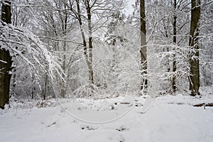 A tree covered in snow a crispy cold winter day in a forest. Picture from Eslov, Sweden