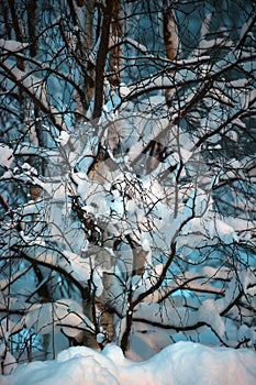 Tree covered with snow in the dark