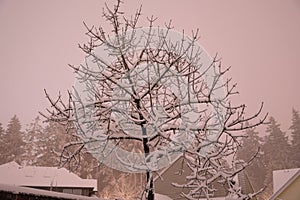 Tree covered in snow during massive snowfall with snow covered roofs in the background