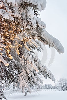 A tree covered in snow near Sirkka in Lapland, Finland