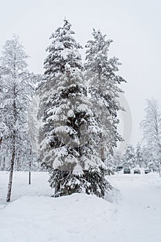 A tree covered in snow near Sirkka in Lapland, Finland