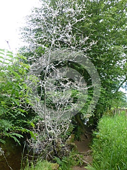 Tree Covered In Spiders Webs