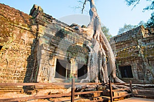 Tree Covered Temple in Cambodia`s Angkor Wat Archaeological Park photo