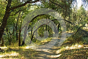 Tree Covered Trail in Whiting Ranch Wilderness Park