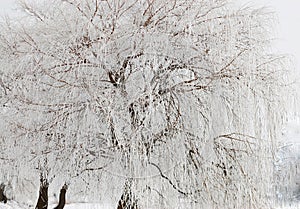 The tree is covered with white white snow